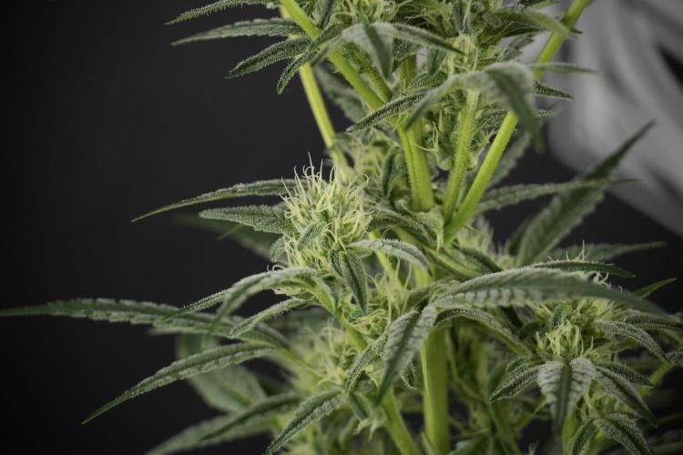 TicaL X Zamnesia-NectarDrip pack#268/750. Week 10 - Nectar Drip no Veg 12/12 from seed 