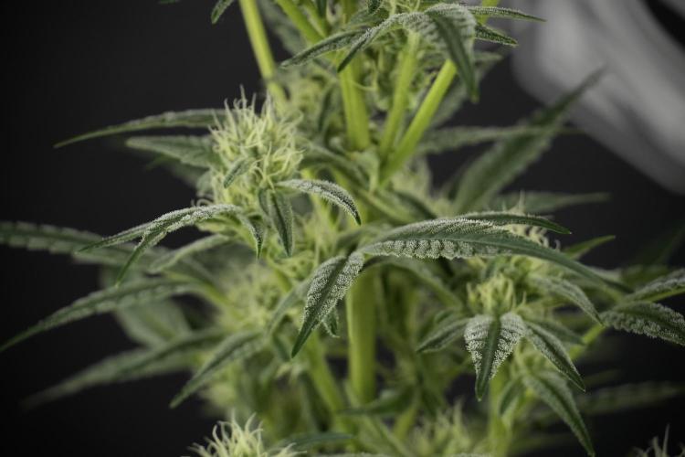 TicaL X Zamnesia-NectarDrip pack#268/750. Week 10 - Nectar Drip no Veg 12/12 from seed 