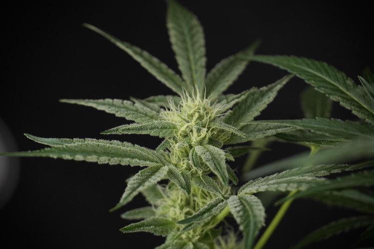 TicaL X Zamnesia-NectarDrip pack#268/750. Week 10 - Nectar Drip no Veg 12/12 from seed 