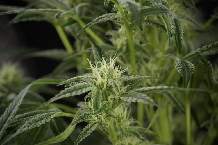 TicaL X Zamnesia-NectarDrip pack#268/750. Week 10 - Nectar Drip no Veg 12/12 from seed 