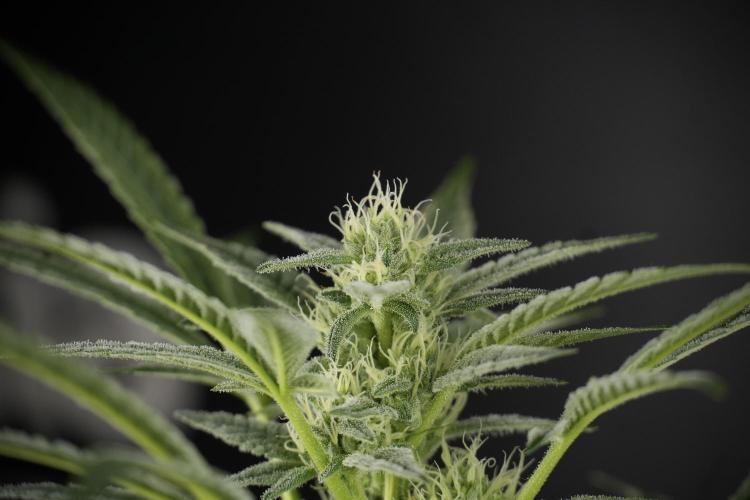 TicaL X Zamnesia-NectarDrip pack#268/750. Week 10 - Nectar Drip no Veg 12/12 from seed 
