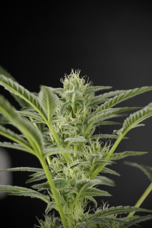 TicaL X Zamnesia-NectarDrip pack#268/750. Week 10 - Nectar Drip no Veg 12/12 from seed 