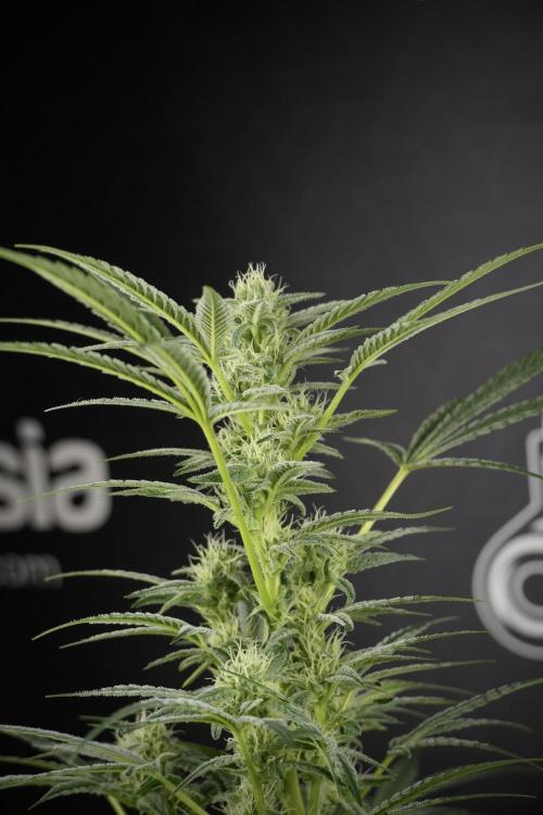 TicaL X Zamnesia-NectarDrip pack#268/750. Week 10 - Nectar Drip no Veg 12/12 from seed 