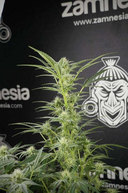 TicaL X Zamnesia-NectarDrip pack#268/750. Week 10 - Nectar Drip no Veg 12/12 from seed 