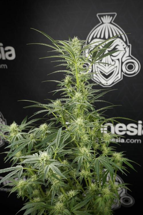 TicaL X Zamnesia-NectarDrip pack#268/750. Week 10 - Nectar Drip no Veg 12/12 from seed 
