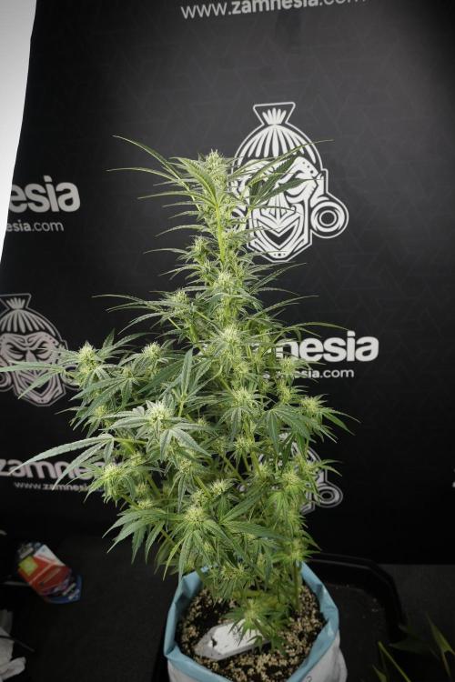 TicaL X Zamnesia-NectarDrip pack#268/750. Week 10 - Nectar Drip no Veg 12/12 from seed 