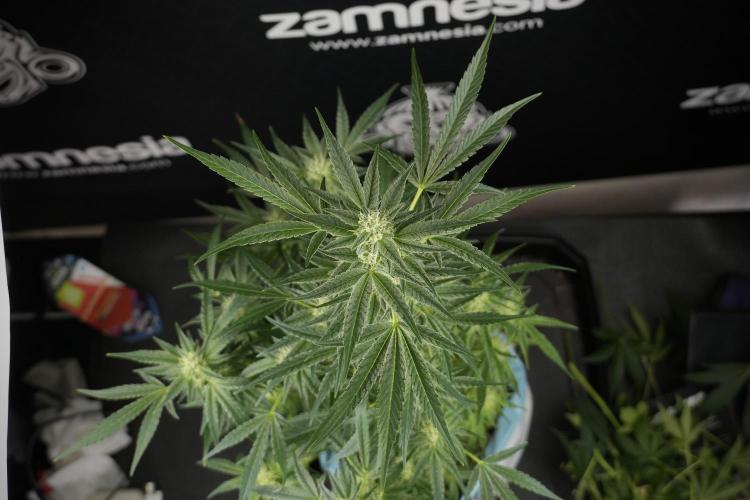 TicaL X Zamnesia-NectarDrip pack#268/750. Week 10 - Nectar Drip no Veg 12/12 from seed 