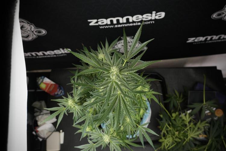 TicaL X Zamnesia-NectarDrip pack#268/750. Week 10 - Nectar Drip no Veg 12/12 from seed 