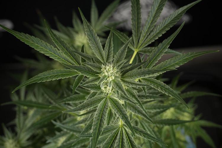 TicaL X Zamnesia-NectarDrip pack#268/750. Week 10 - Nectar Drip no Veg 12/12 from seed 