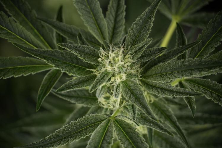 TicaL X Zamnesia-NectarDrip pack#268/750. Week 10 - Nectar Drip no Veg 12/12 from seed 