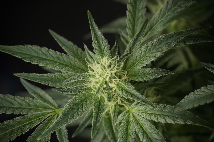 TicaL X Zamnesia-NectarDrip pack#268/750. Week 10 - Nectar Drip no Veg 12/12 from seed 