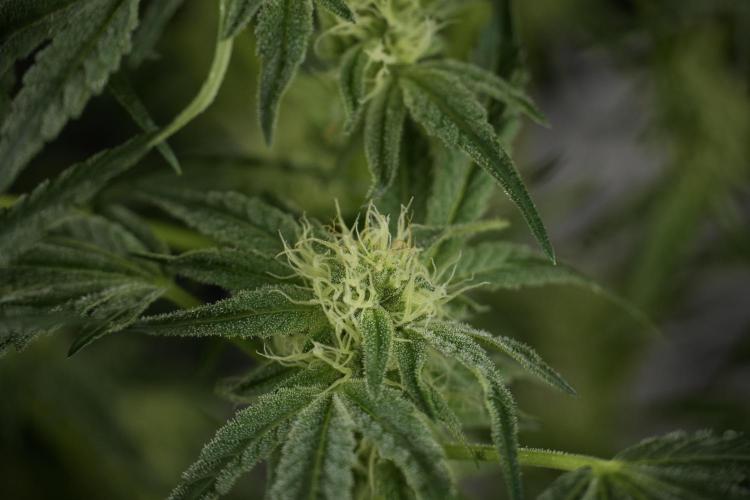 TicaL X Zamnesia-NectarDrip pack#268/750. Week 10 - Nectar Drip no Veg 12/12 from seed 