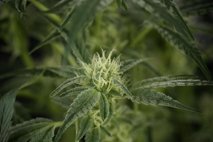 TicaL X Zamnesia-NectarDrip pack#268/750. Week 10 - Nectar Drip no Veg 12/12 from seed 