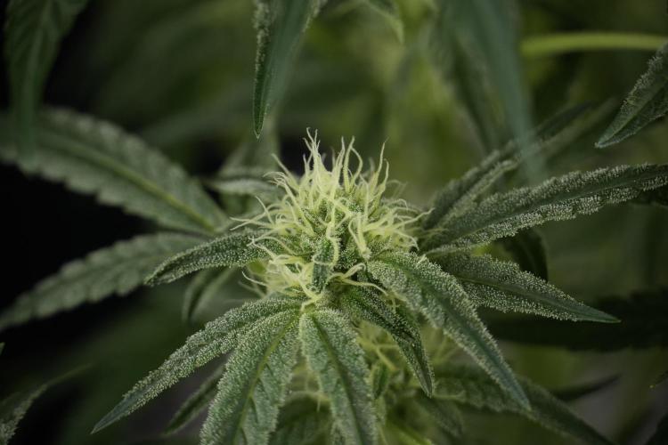 TicaL X Zamnesia-NectarDrip pack#268/750. Week 10 - Nectar Drip no Veg 12/12 from seed 