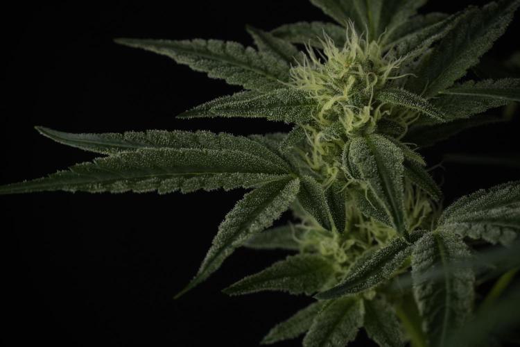 TicaL X Zamnesia-NectarDrip pack#268/750. Week 10 - Nectar Drip no Veg 12/12 from seed 