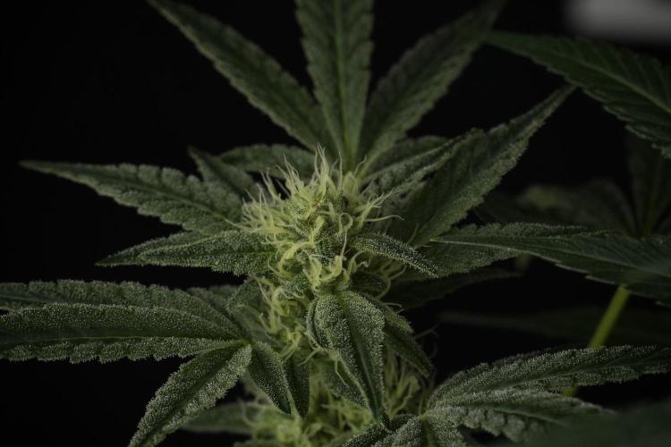 TicaL X Zamnesia-NectarDrip pack#268/750. Week 10 - Nectar Drip no Veg 12/12 from seed 