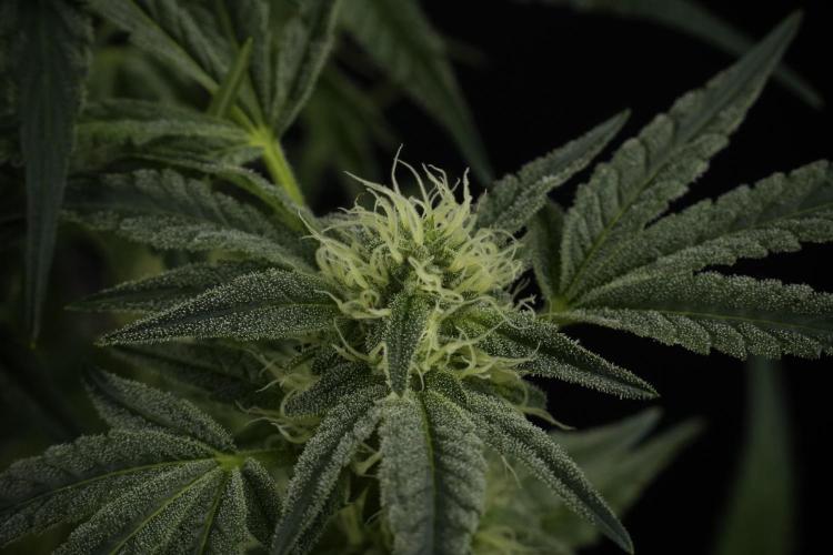 TicaL X Zamnesia-NectarDrip pack#268/750. Week 10 - Nectar Drip no Veg 12/12 from seed 