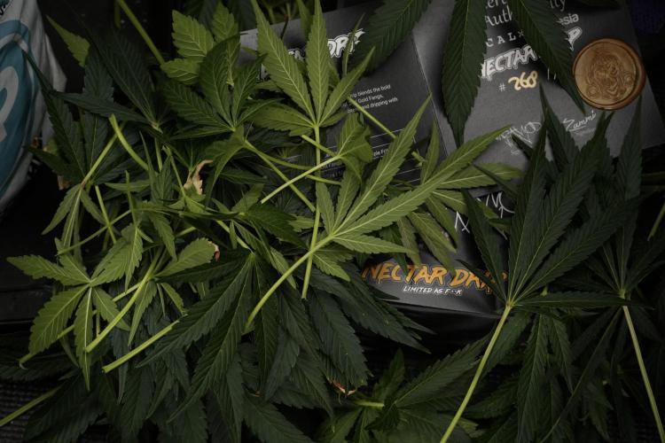 TicaL X Zamnesia-NectarDrip pack#268/750. Week 10 - Nectar Drip no Veg 12/12 from seed 