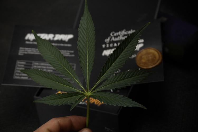 TicaL X Zamnesia-NectarDrip pack#268/750. Week 10 - Nectar Drip no Veg 12/12 from seed 