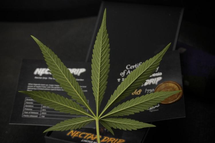 TicaL X Zamnesia-NectarDrip pack#268/750. Week 10 - perfect leafs 