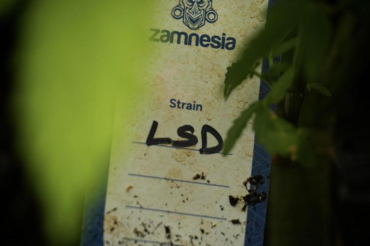 LSD Zamnesia Trippping. Week 9 - LSD in her natural environment 