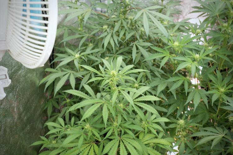 LSD Zamnesia Trippping. Week 9 - LSD in her natural environment 