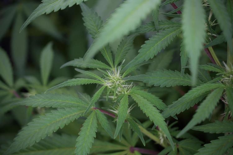 LSD Zamnesia Trippping. Week 9 - LSD in her natural environment 