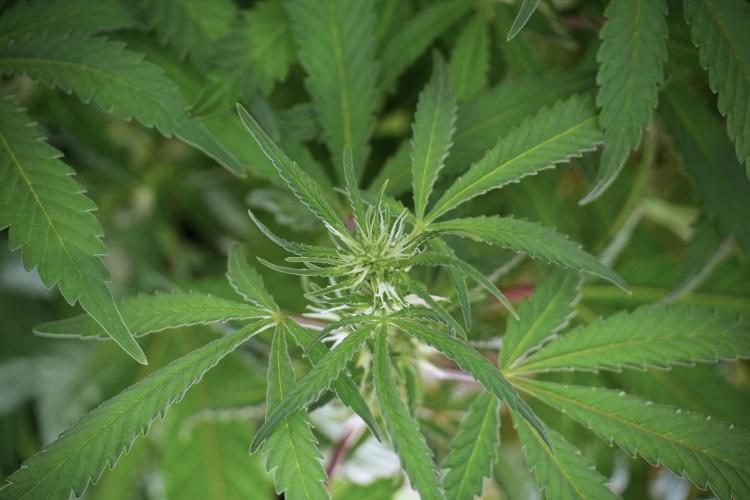 LSD Zamnesia Trippping. Week 9 - LSD in her natural environment 