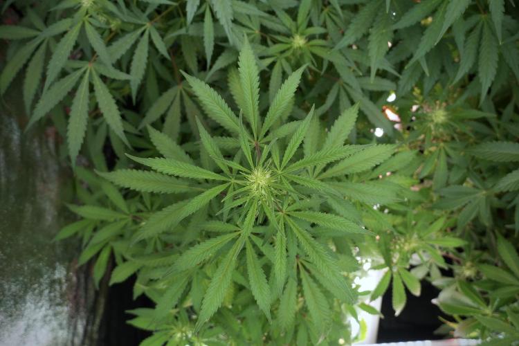 LSD Zamnesia Trippping. Week 9 - LSD in her natural environment 