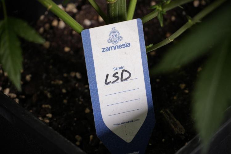 LSD Zamnesia Trippping. Week 9 - LSD studio times 