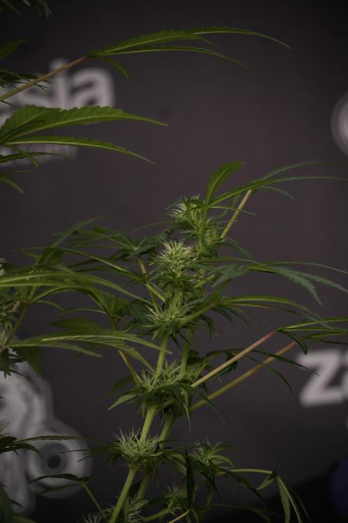 LSD Zamnesia Trippping. Week 9 - LSD studio times 