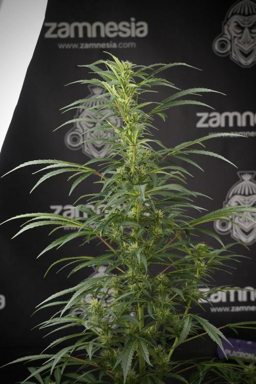 LSD Zamnesia Trippping. Week 9 - LSD studio times 