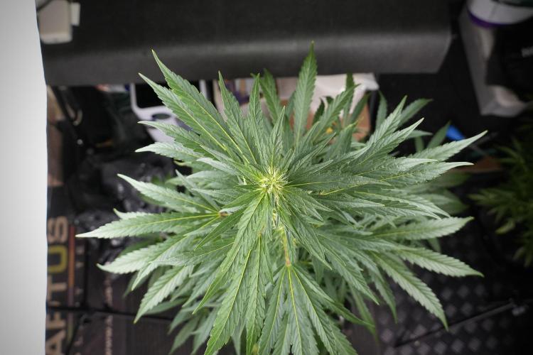 LSD Zamnesia Trippping. Week 9 - LSD studio times 