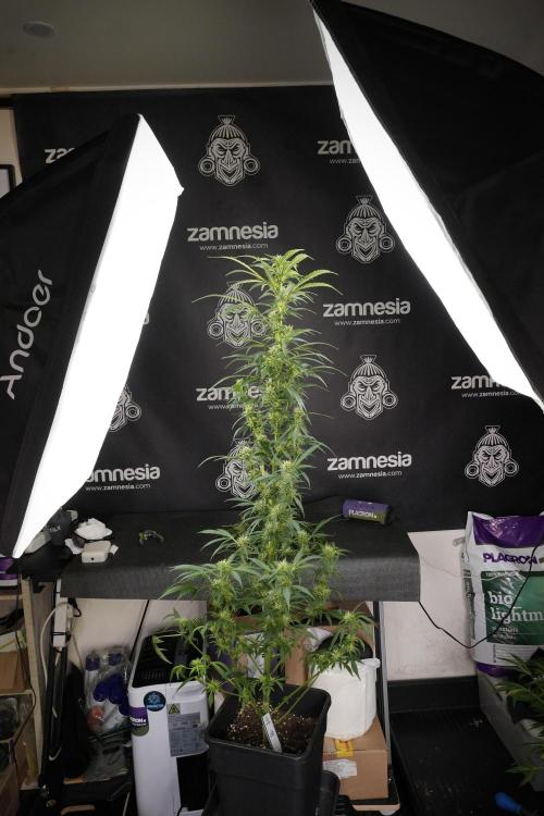 LSD Zamnesia Trippping. Week 9 - LSD studio times 