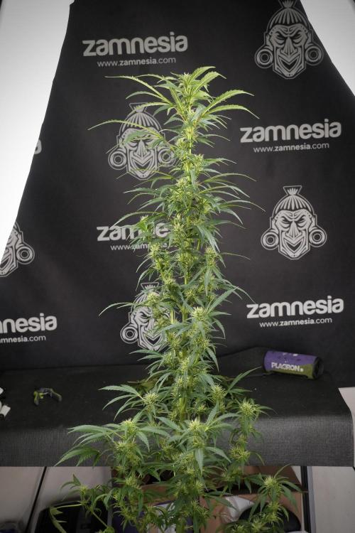 LSD Zamnesia Trippping. Week 9 - LSD studio times 