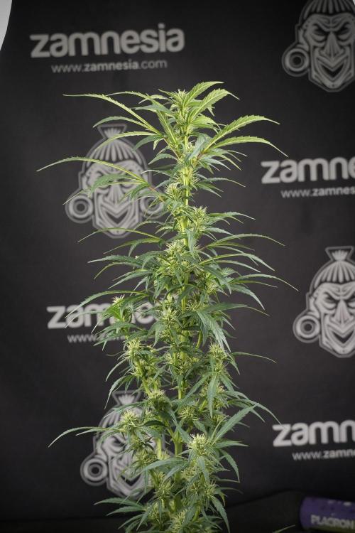 LSD Zamnesia Trippping. Week 9 - LSD studio times 