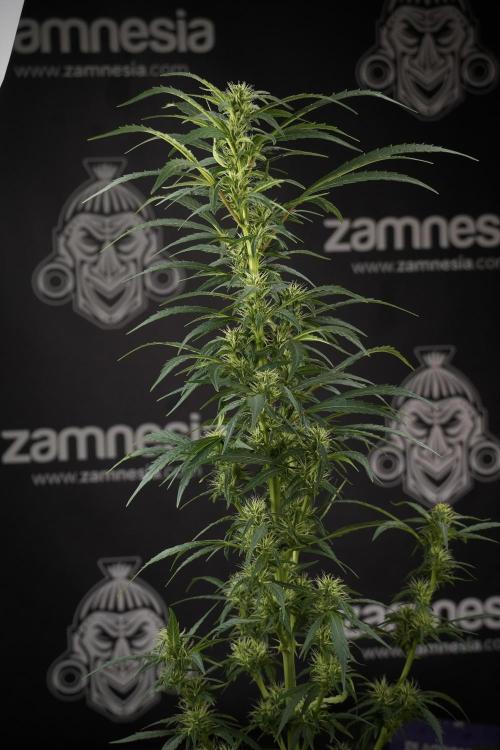 LSD Zamnesia Trippping. Week 9 - LSD studio times 