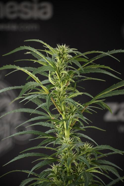LSD Zamnesia Trippping. Week 9 - LSD studio times 