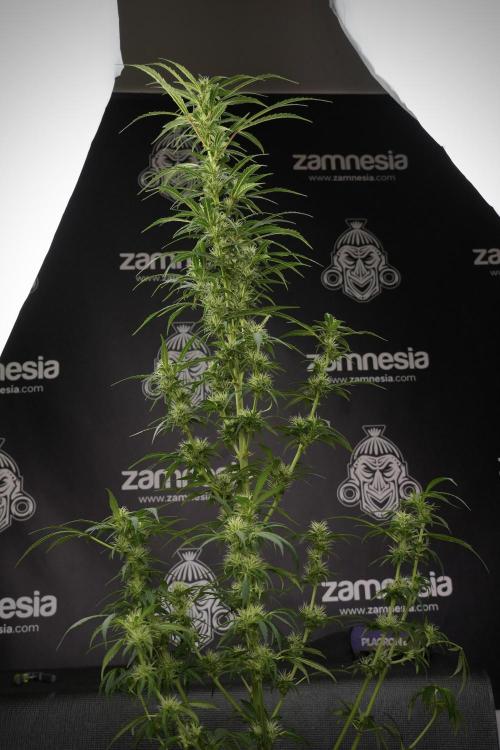 LSD Zamnesia Trippping. Week 9 - LSD studio times 