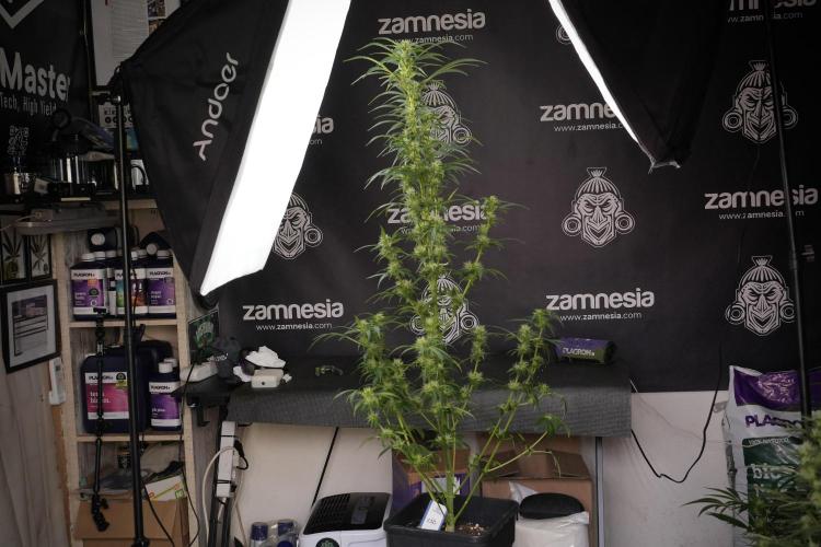 LSD Zamnesia Trippping. Week 9 - LSD studio times 