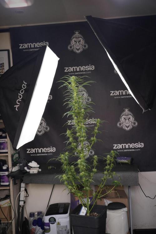 LSD Zamnesia Trippping. Week 9 - LSD studio times 