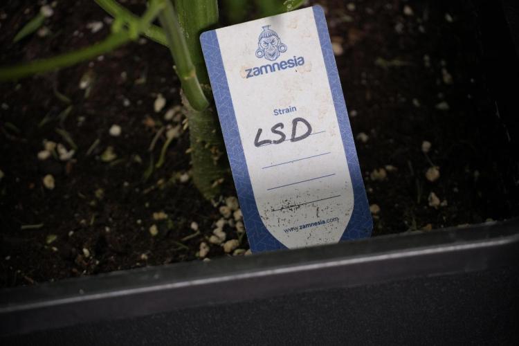 LSD Zamnesia Trippping. Week 9 - LSD studio times 