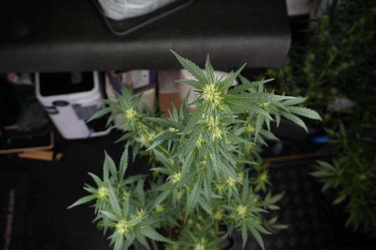 LSD Zamnesia Trippping. Week 9 - LSD studio times 