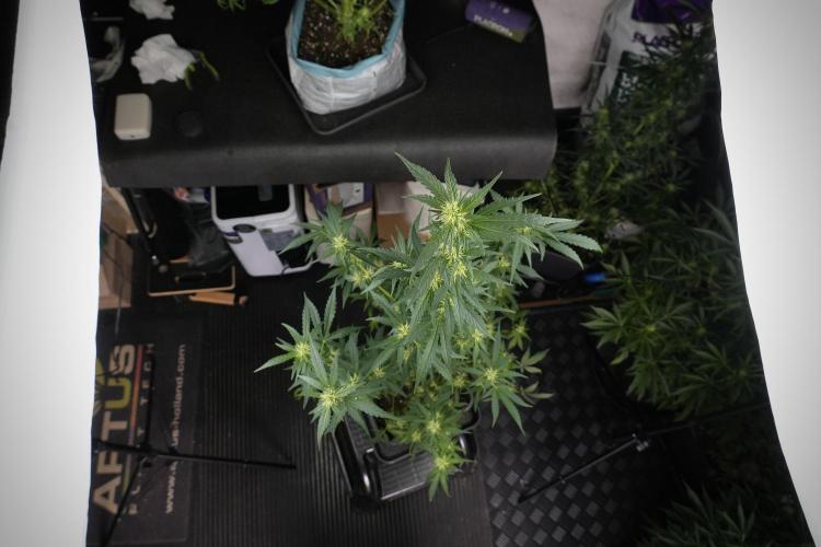 LSD Zamnesia Trippping. Week 9 - LSD studio times 