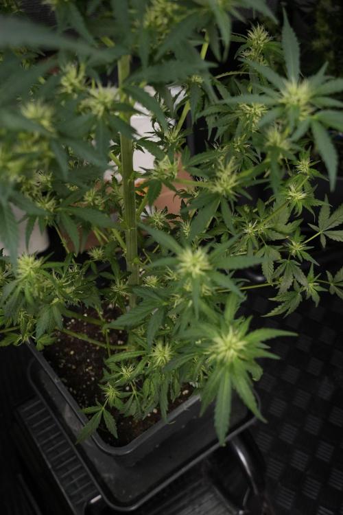 LSD Zamnesia Trippping. Week 9 - LSD studio times 