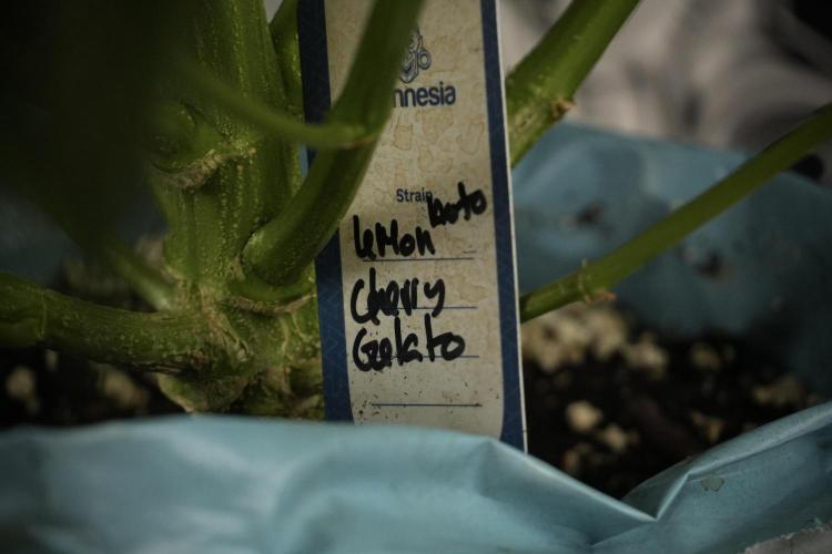 Lemon Cherry Gelato YumYum. Week 9 - Lemon Cherry Gelato Studio Day 
