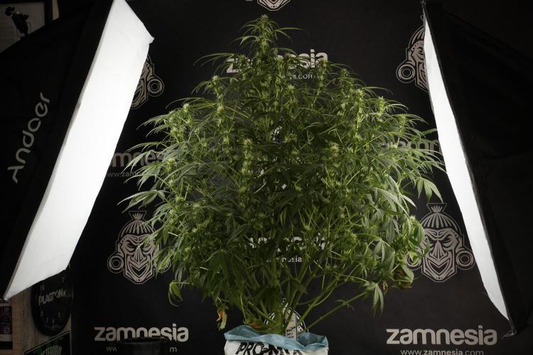 Lemon Cherry Gelato YumYum. Week 9 - Lemon Cherry Gelato Studio Day 