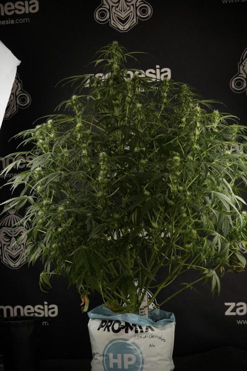 Lemon Cherry Gelato YumYum. Week 9 - Lemon Cherry Gelato Studio Day 
