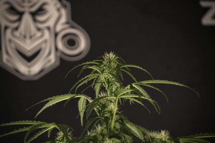Lemon Cherry Gelato YumYum. Week 9 - Lemon Cherry Gelato Studio Day 