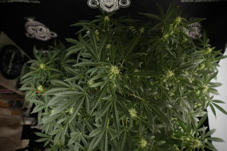 Lemon Cherry Gelato YumYum. Week 9 - Lemon Cherry Gelato Studio Day 